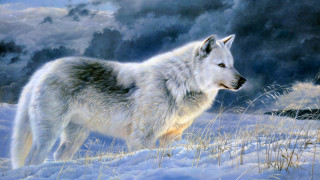 Wolf snow storm background full - majestic free wallpaper