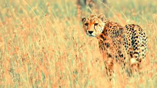Cheetah tall grass looking camera - impressionist free wallpaper