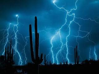 Cactus tree lightning background dark - dramatic lightning free wallpaper