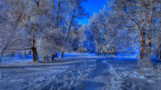 Snowy forest path blue sky 3 - magic realism free wallpaper