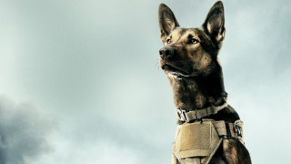 Dog harness looking up cloudy - cloudy free wallpaper