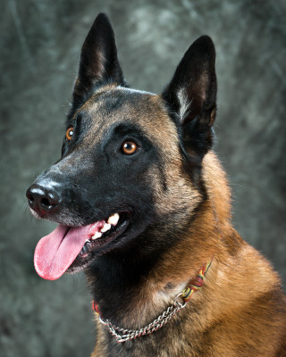 Dog smiling collar chain camera - its neck free wallpaper