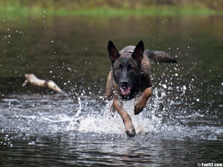 Dog running water bird flying - a body of water free wallpaper for desktop