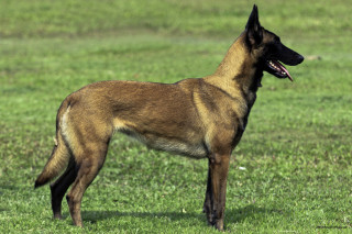 Dog standing field mouth open - tongue free wallpaper
