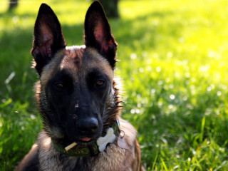 Dog laying grass collar tag - a tag free wallpaper