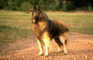 Dog standing dirt road field - maya free wallpaper