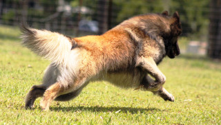 Dog running frisbee grass fence - a frisbee free wallpaper