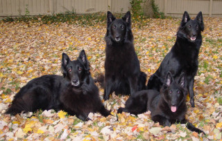Black dogs leaves fence tree - a group free wallpaper
