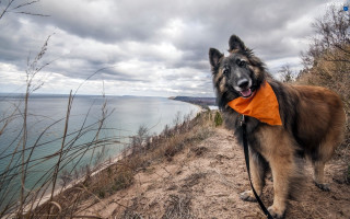 Dog bandana leash path water - ultra wide angle free wallpaper
