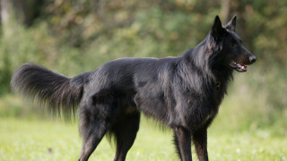 Black dog grass field trees - a black dog free wallpaper