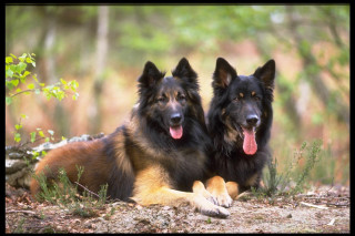 Two dogs laying grass tongues - two dog free wallpaper
