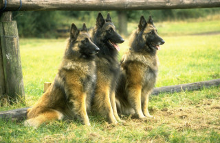 Three dogs grass fence wooden - david budd free wallpaper