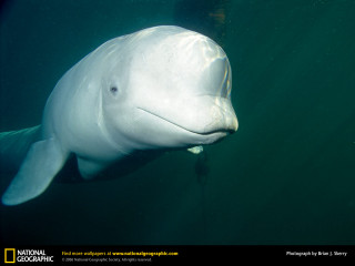 Large white fish swimming beach - a boat in the background free wallpaper