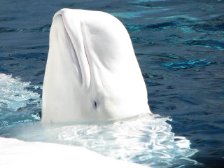 White animal swimming near boat - david dougal williams free wallpaper