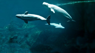 Dolphins swimming together in the - charlotte nasmyth free wallpaper