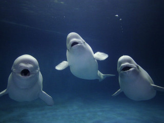 Three white sharks blue ocean - eric auld free wallpaper