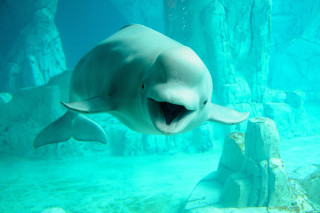 Dolphin swimming aquarium mouth wide - a large aquarium free wallpaper