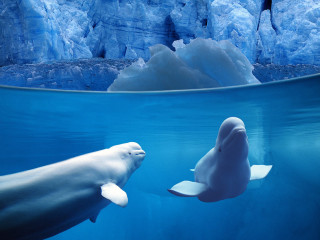 Dolphins swimming glacier icebergs pool - a jigsaw puzzle free wallpaper for desktop
