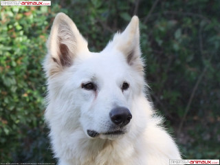 White dog black nose bush - photoreal free wallpaper