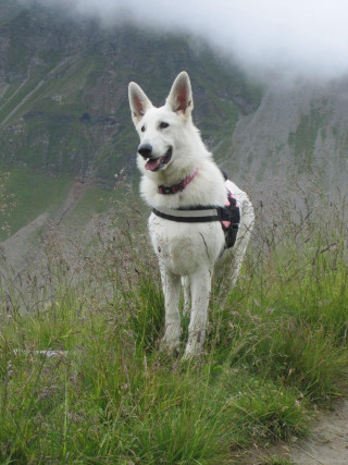 White dog hillside green fog - andor basch free wallpaper