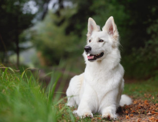 White dog grass tongue out - smiling free wallpaper