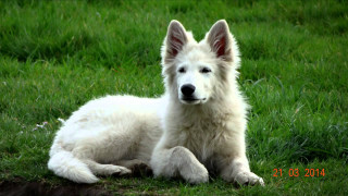 White dog grass sad looking - a sad look free wallpaper