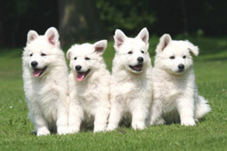 Three white dogs grass smiling - perfect free wallpaper