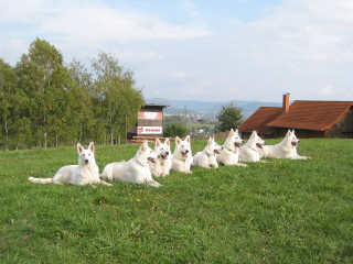 White dogs grass field house - a house in the background free wallpaper