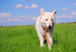 White dog red leash field - the background free wallpaper
