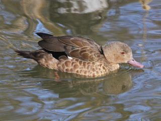 Duck floating water tree branch - its reflection free wallpaper