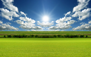 Sunny field grass trees bushes 3 - a field of grass below free wallpaper