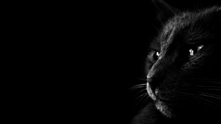 Black cat sad look dark 2 - noir free wallpaper