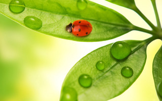 Ladybug green leaf water droplets - a green leaf free wallpaper
