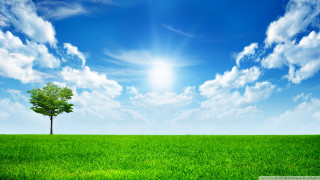 Lone tree green field blue 16 - a lone tree free wallpaper