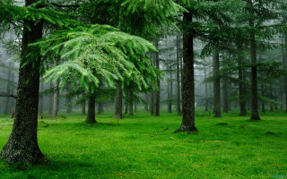 Forest trees grass foreground fog - forest free wallpaper