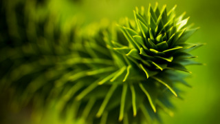 Green plant macro leaves bamboo - stem and a blurry background free wallpaper