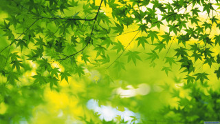 Green tree leaves sunlight daytime - a green tree free wallpaper