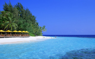 Tropical beach umbrellas palm trees - a tropical island free wallpaper