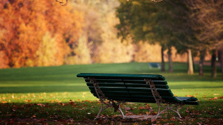 Park bench trees leaves ground - the ground and grass free wallpaper
