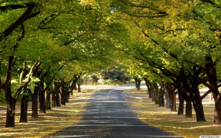 Road trees grass forest green 2 - a forest of trees free wallpaper
