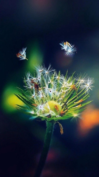 Dandelion butterflies dark background blurry - a dark background free wallpaper