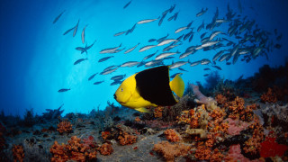 School fish blue ocean corals - the bottom of the water free wallpaper