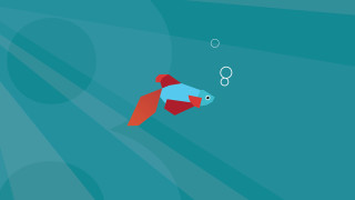 Fish swimming bubbles mouth water - anton fadeev free wallpaper