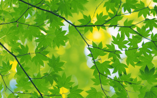 Green leafy tree yellow background - free abstract wallpaper