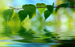 Branch leaves reflection water sunny - over the water free wallpaper