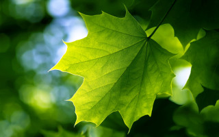 Green leaf hanging tree branch - a green leaf free wallpaper