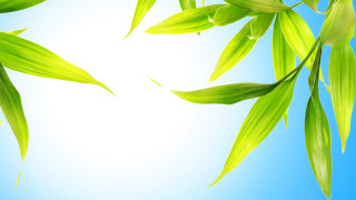 Green leafy plant sunny day - cao zhibai free wallpaper