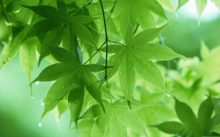 Leafy tree water drops green - free nature wallpaper