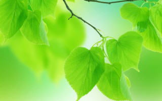 Green branch leaves butterfly gradient - soft free wallpaper