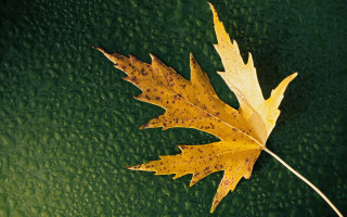 Leaf water drops green background - a single leaf free wallpaper